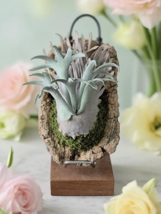 一鹿生花，走花路！