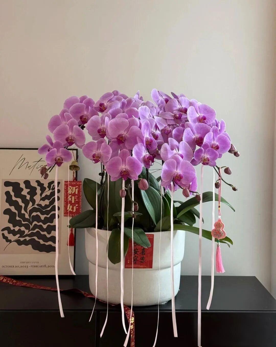 蝴蝶兰之美——粉冠军

蝴蝶兰“粉冠军”是一种极具魅力的花卉品种，因其出色的观赏