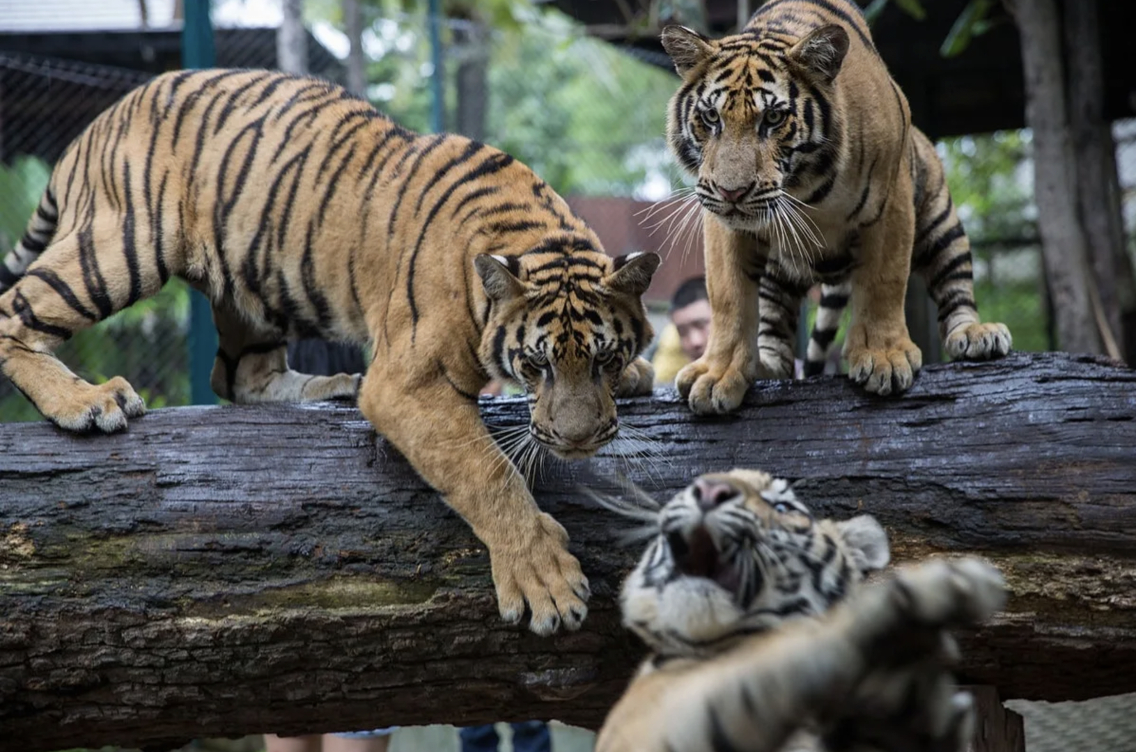 【#清迈72只老虎死亡深层诱因系近亲繁殖#】自2月8日起的12天内，泰国清迈著名