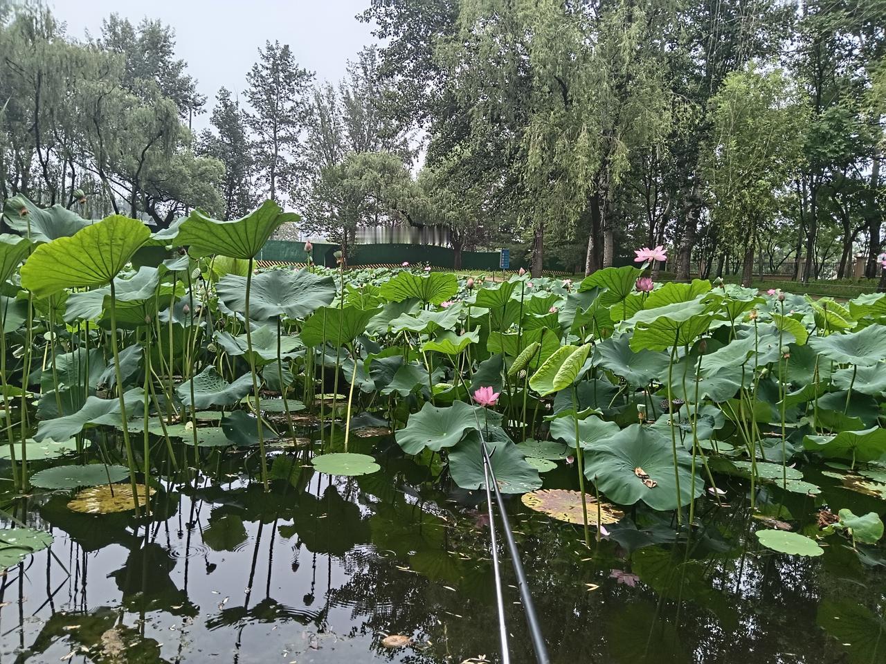 假日休闲，荷塘垂钓。