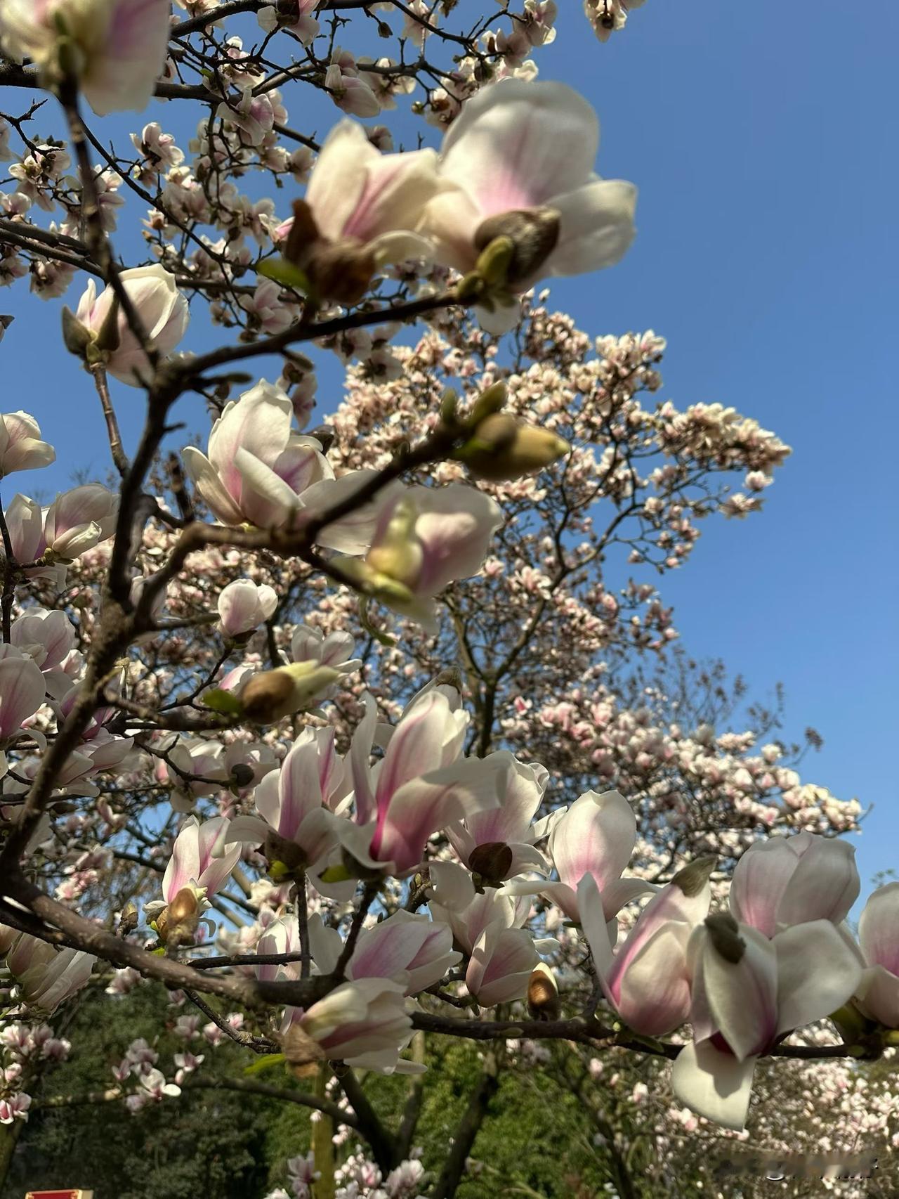 眉山诗书公园的玉兰花开了。

     好像上周经过时还只见毛茸茸的芽苞，灰扑扑
