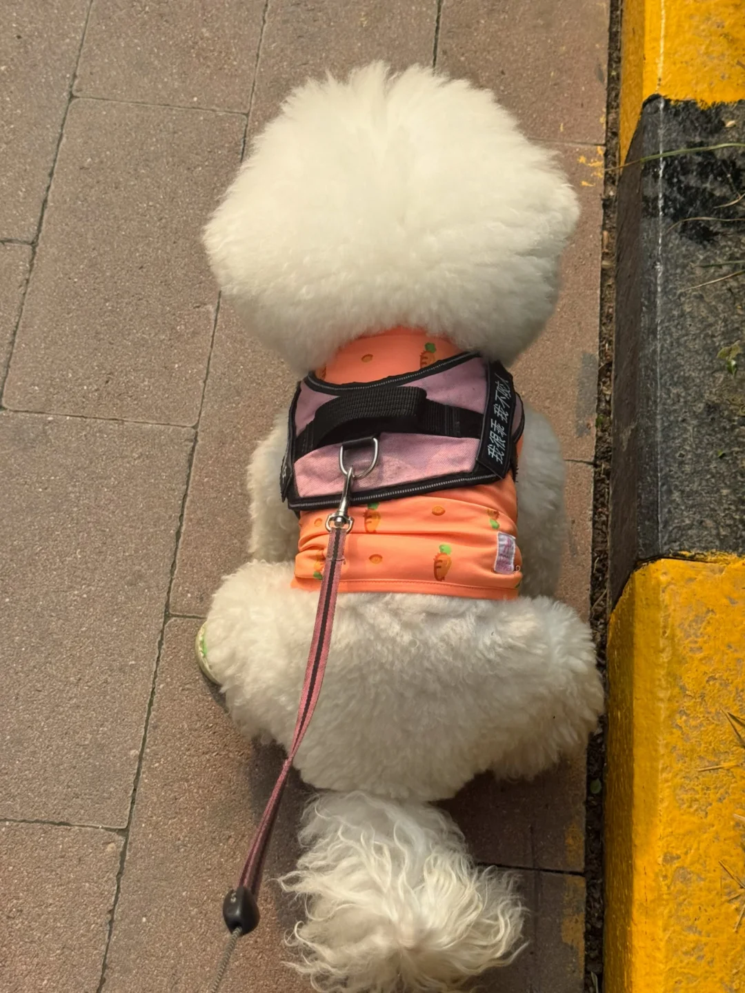 我家宝宝拉屎姿势能打几分😳