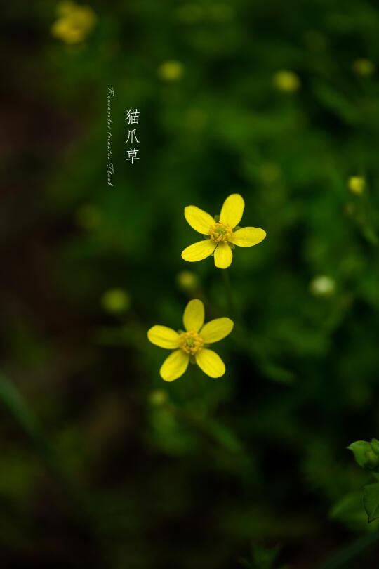 猫爪草｜Ranunculus ternatus Thunb.