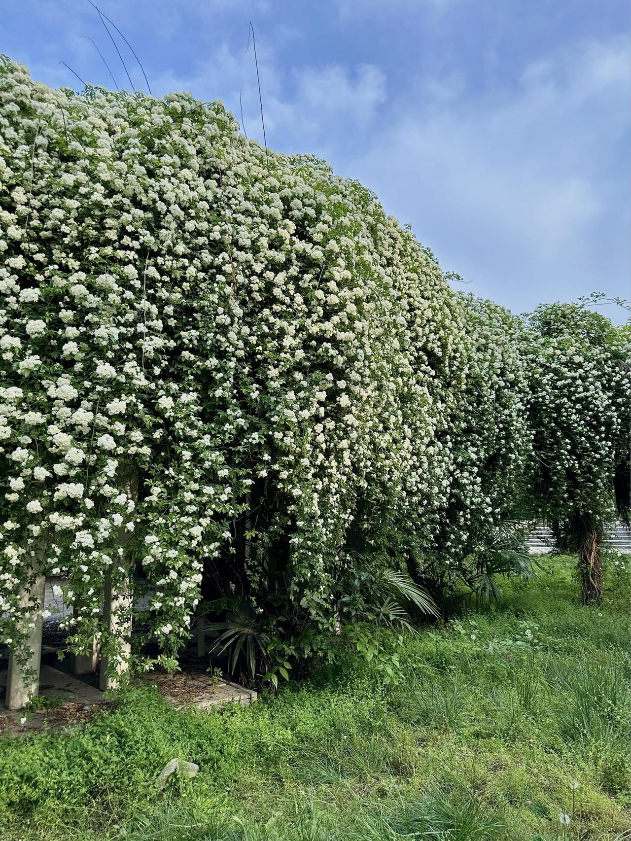曲江木香花瀑布

未到跟前，香气先来了。

这香不是扑面而来的那种，是丝丝缕缕地