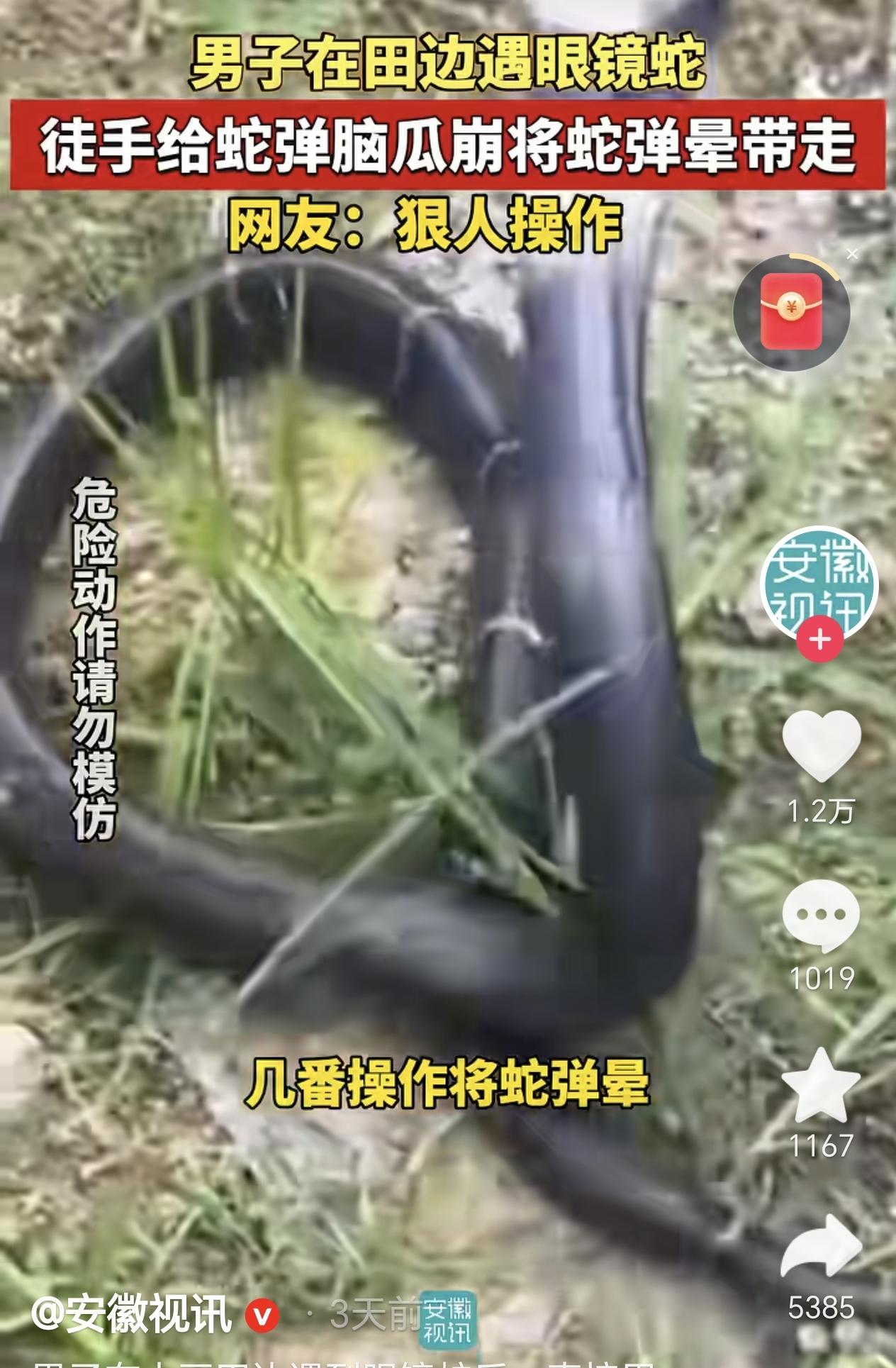 6月24日，福建，一男子在大豆田边遇到一条眼镜蛇，没想到他竟然一点也不怕，他直接