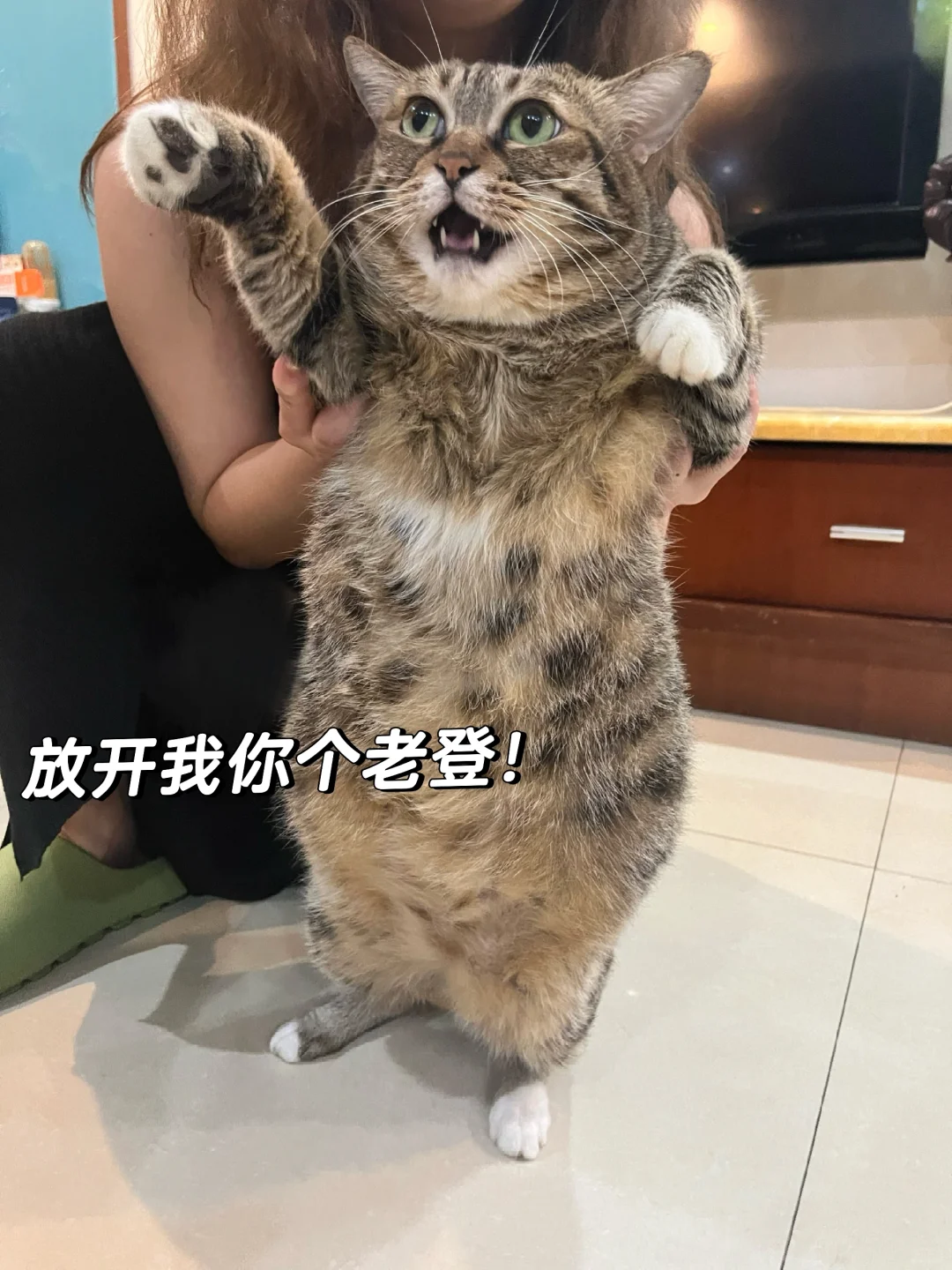 🐱咪姐：你猜我是天生不爱笑吗🙂