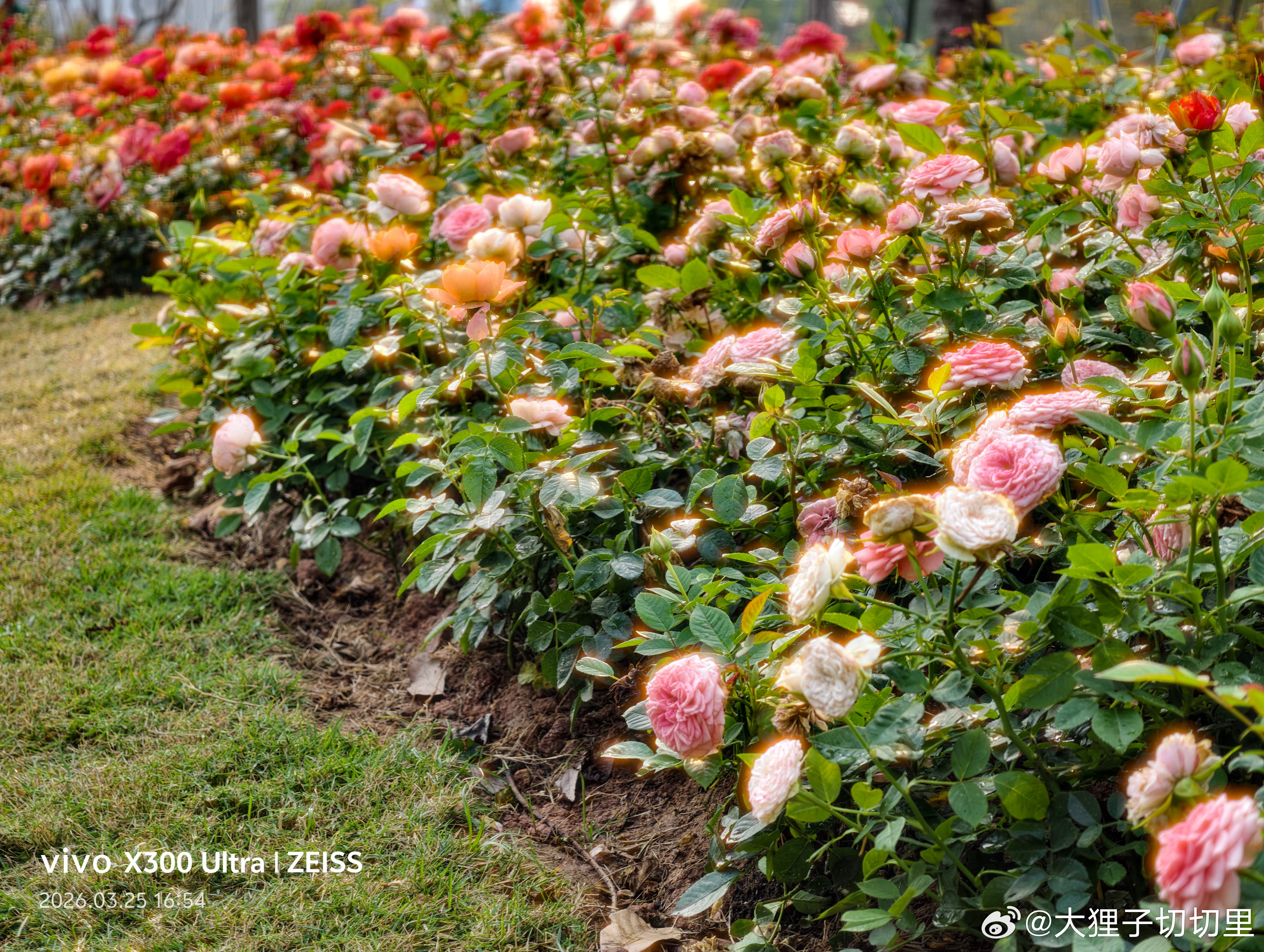 春天来啦，有没有发现路边的花都开了~分享几张在公园拍的花花！刚好能用上vivo 