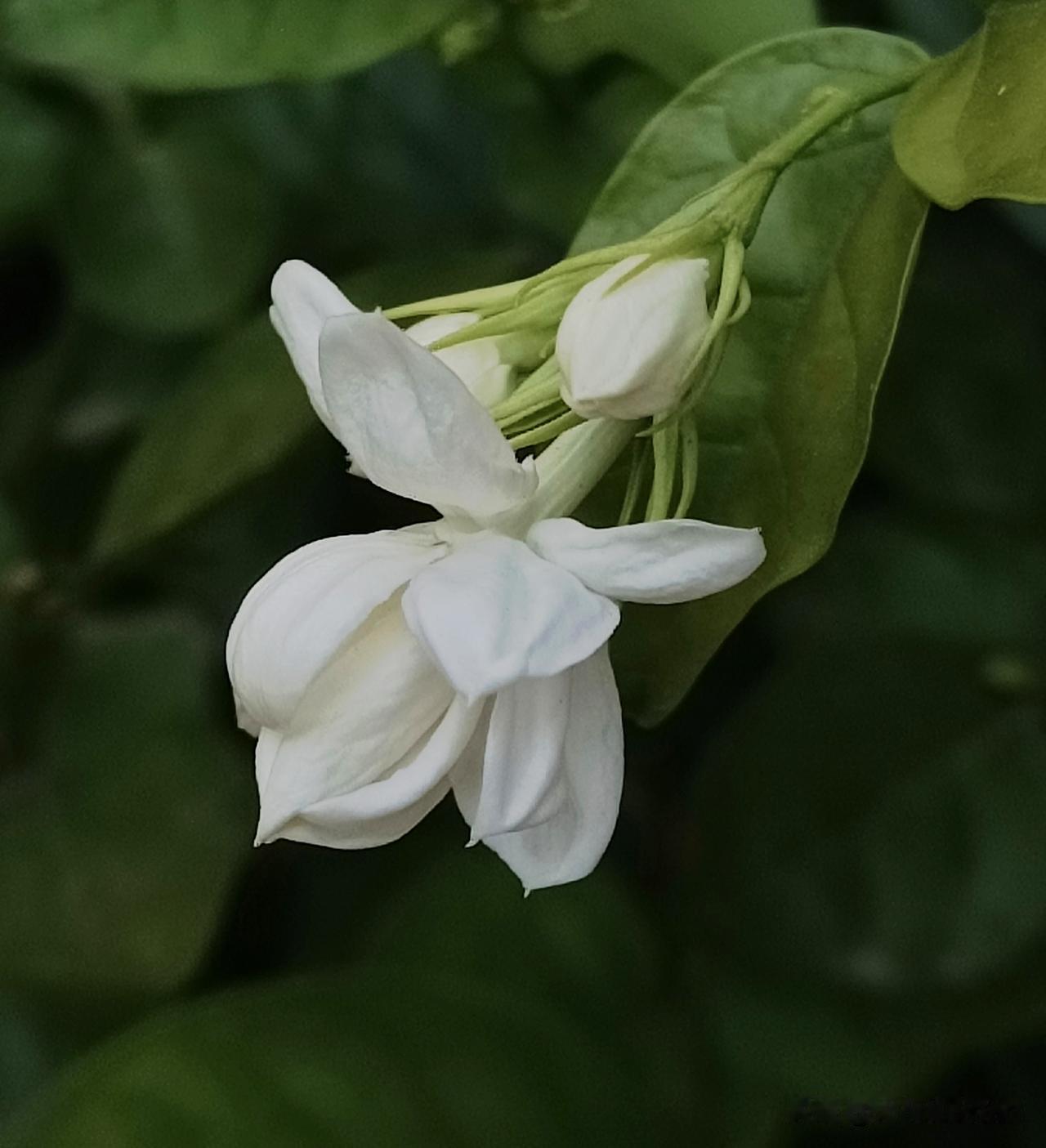 ，什么花都行
清晨，唯有茉莉安静盛放，默默留香……
（拍摄于：邢台沙河市·庭院之