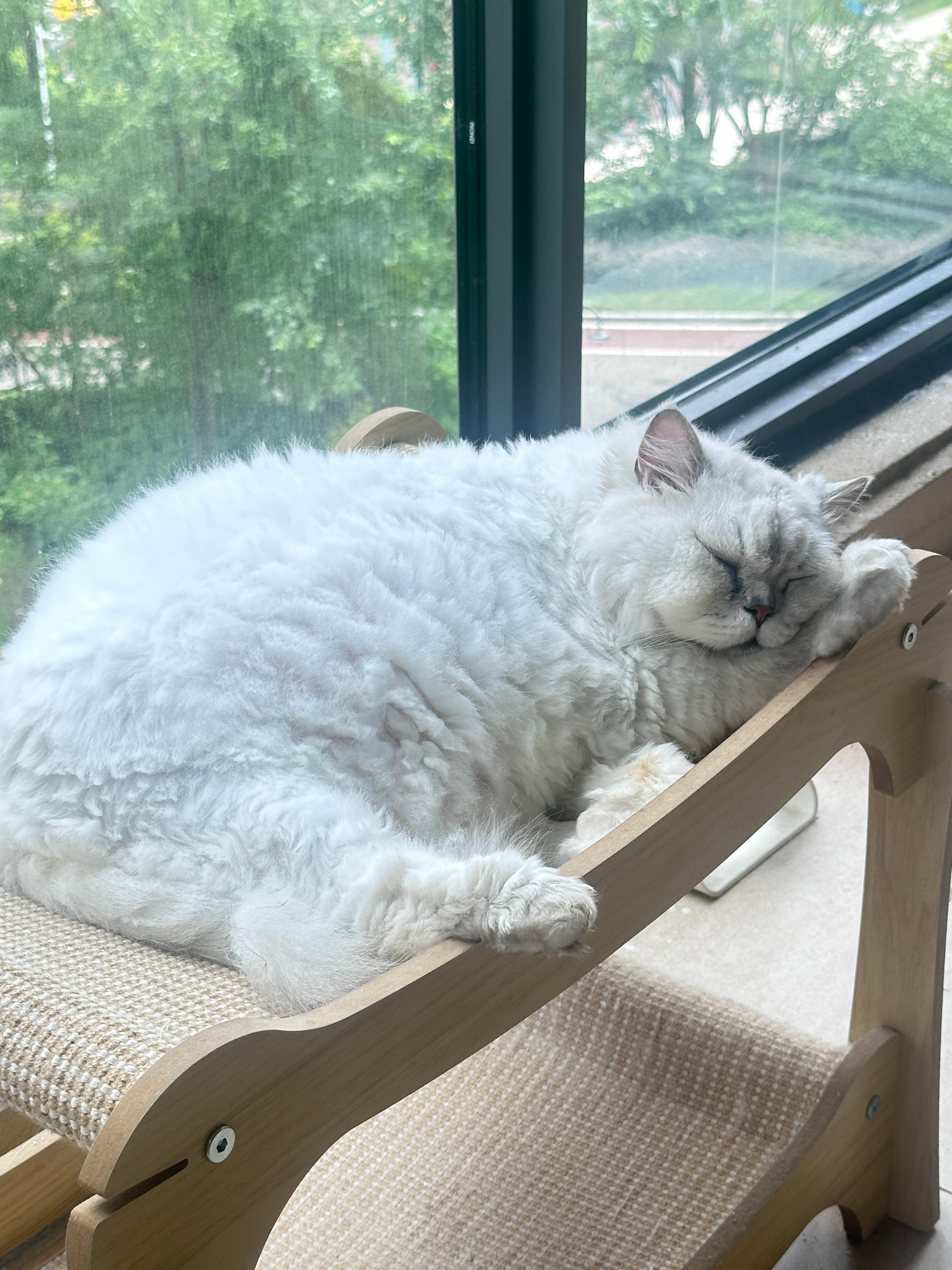 喵喵🐱·午休啦💤. 