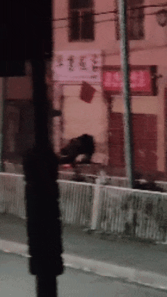 熊“拜年”来了

除夕夜，兰州一家餐厅迎来了两位“不速之客”——一大一小两只藏马