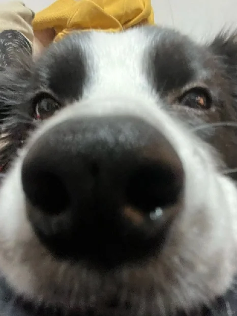 狗狗步入老年了，赶紧给它换老年犬粮！