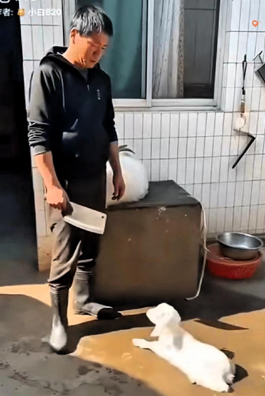 男子绑住母羊准备宰杀，一旁的小羊竟扑通跪下，见主人没反应，又扑上去紧紧抱住主人，