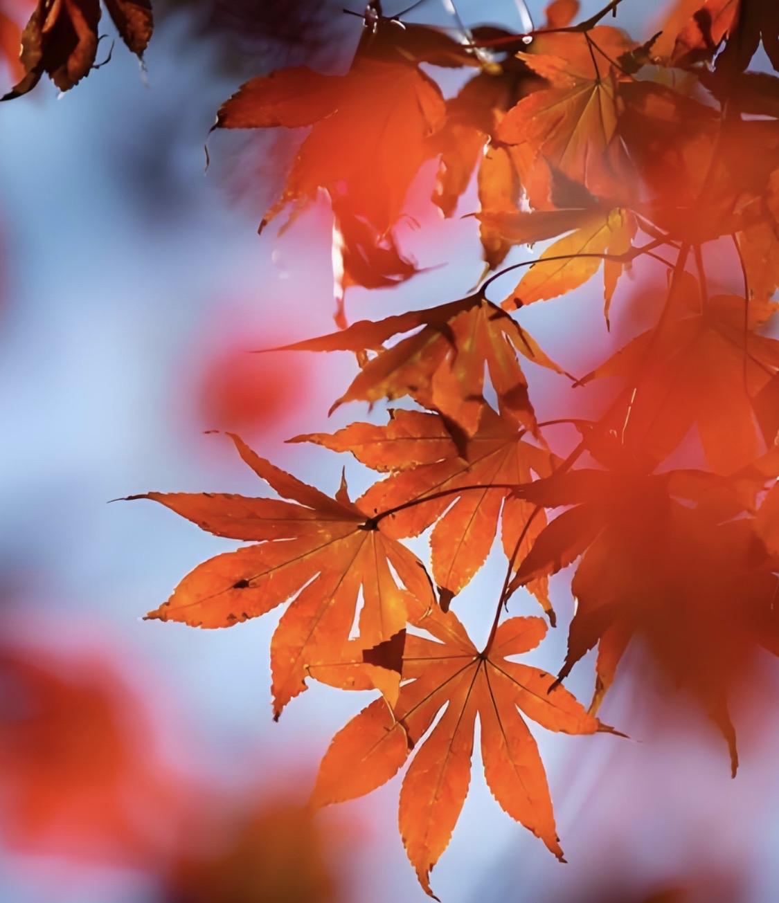 上联“丹枫映日秋山醉”一幅绝美的秋日画卷。丹枫似火，映照着秋日，秋山沉醉其中，太