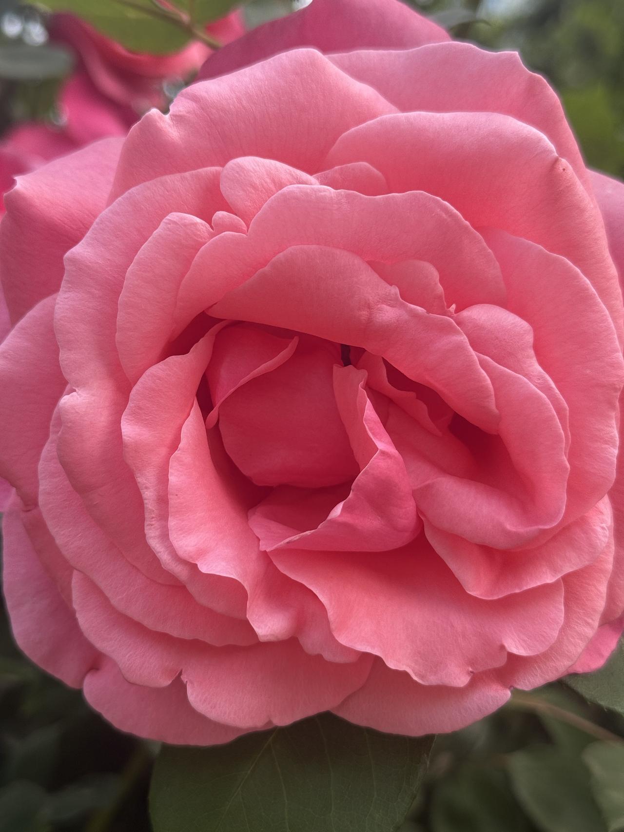 晨拍，无法形容的美，真是醉了