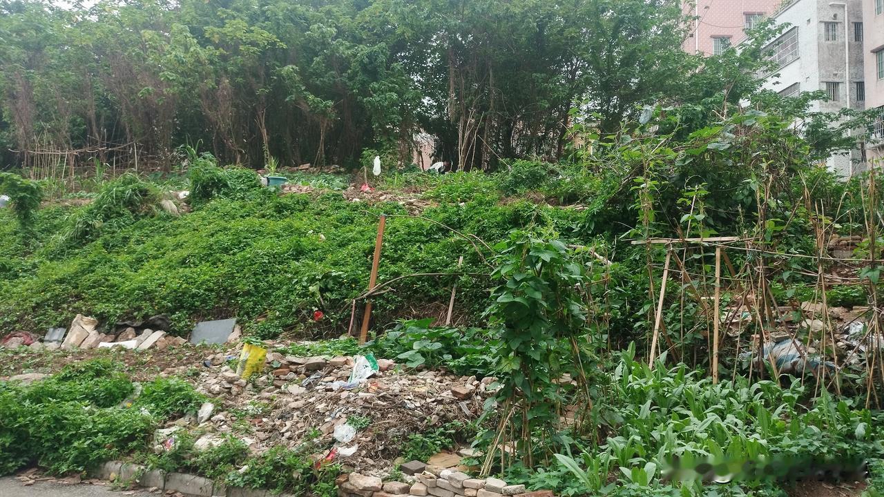 [锦鲤到来]城中村的故事：

在城中村，依然会住着部分的本地居民，但是很少，或者