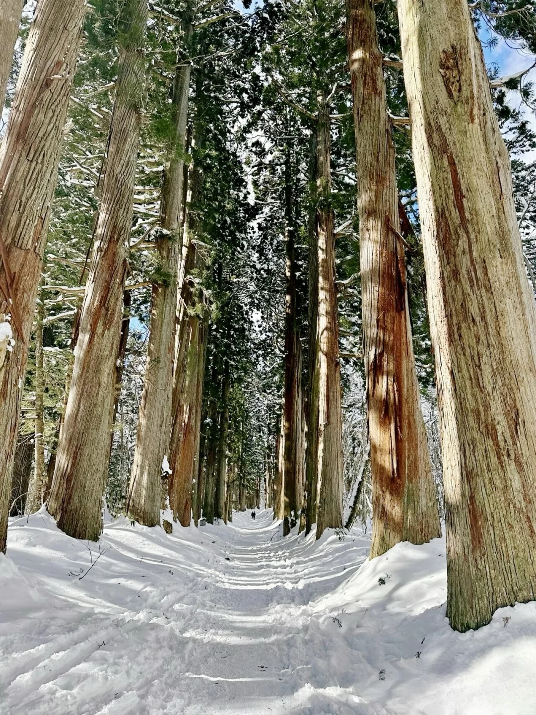 最近很火的巨木森林 户隐神社⛩️攻略来了