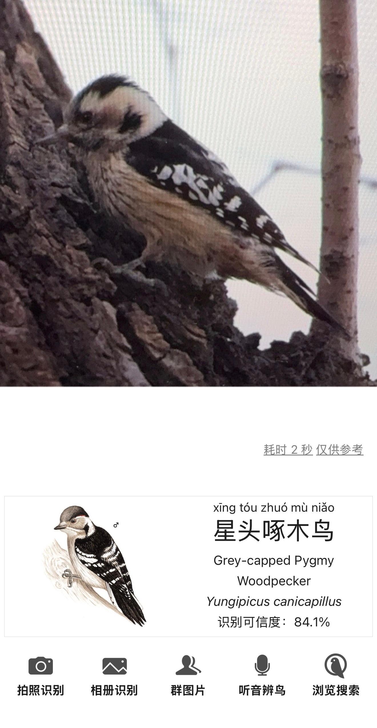 今天看到星头啄木鸟了一直在啄树干，小小的好可爱，还是个雌鸟还有尾巴很漂亮的灰喜鹊