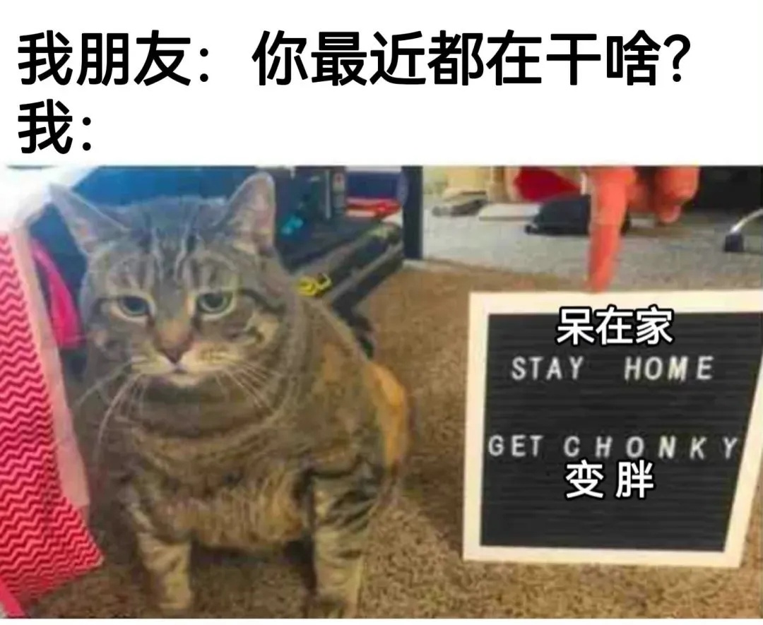 日子和我都很难过 一些猫meme  / 