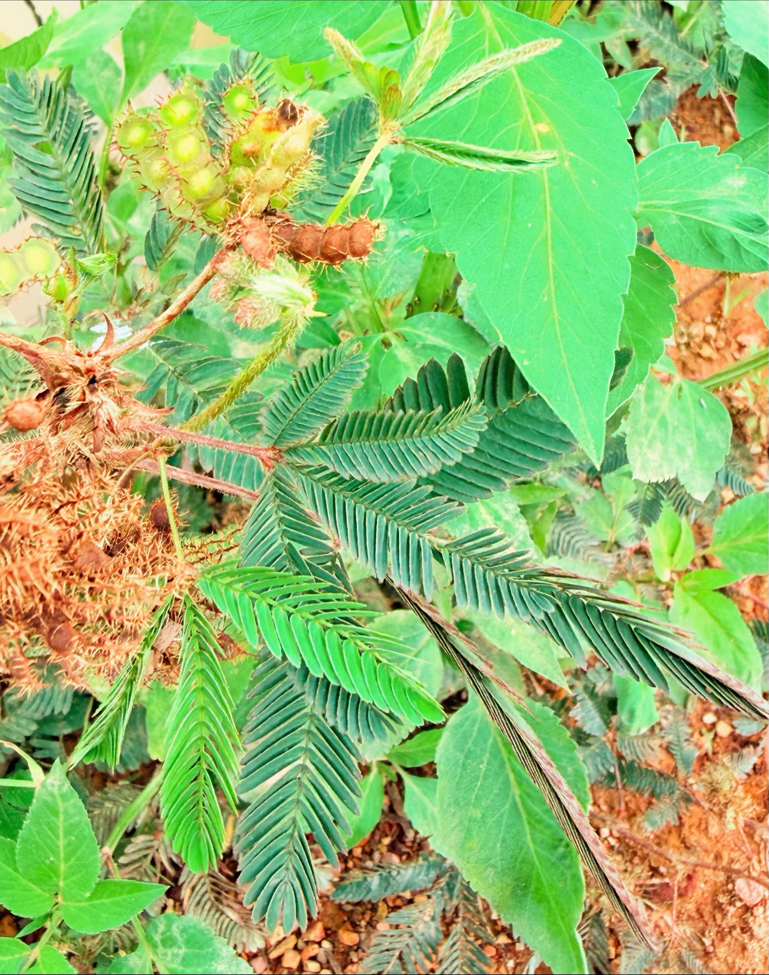 调戏含羞草🌿 