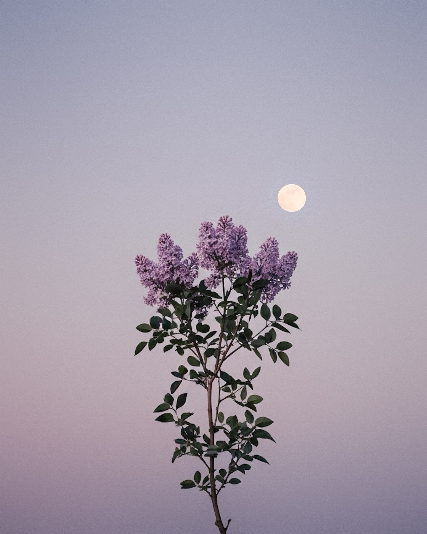 花与月🌕 