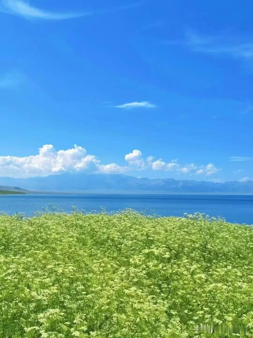 我的世界里 多了一抹蓝
云在头顶跑  花在脚下开☁️
连呼吸都带着自由的味道🌿