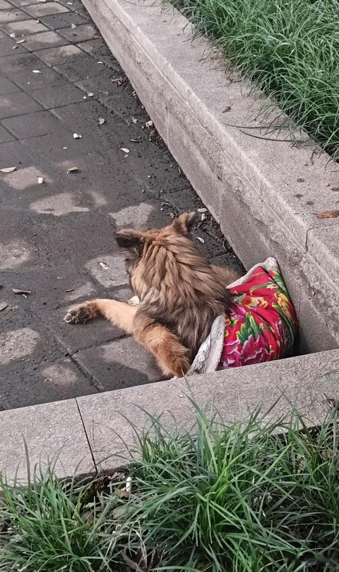 太可怜了！这天一大早一位小姐姐去公园散步，当她走到一个广场的时候，看到角落里有一