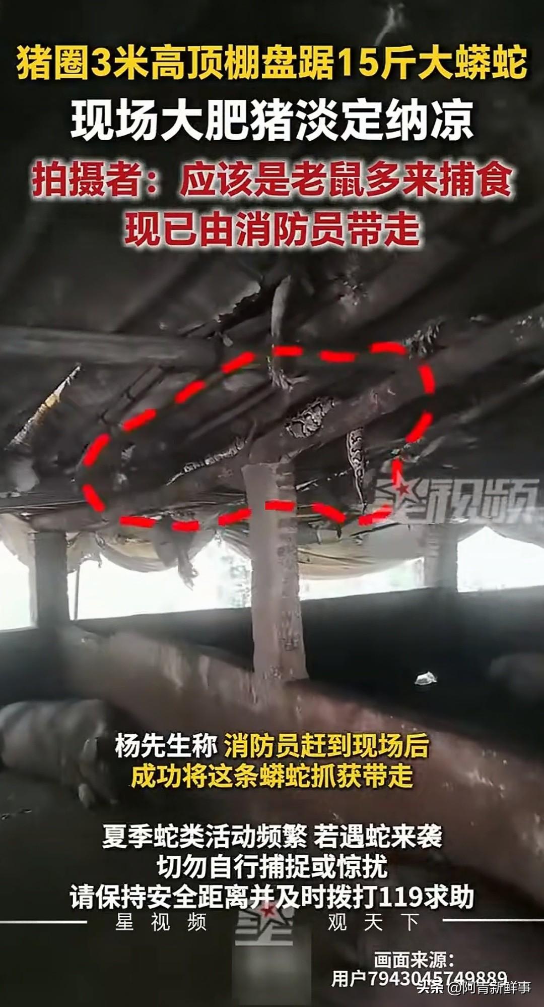 惊险一幕，广东阳江一农户家的猪圈顶棚上横着一条大蟒蛇，没想到蛇的正下方趴着几头大