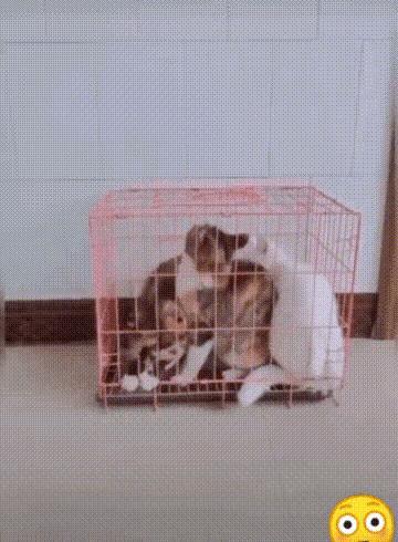 养不起就不要养，这样的条件竟然还敢养三只。