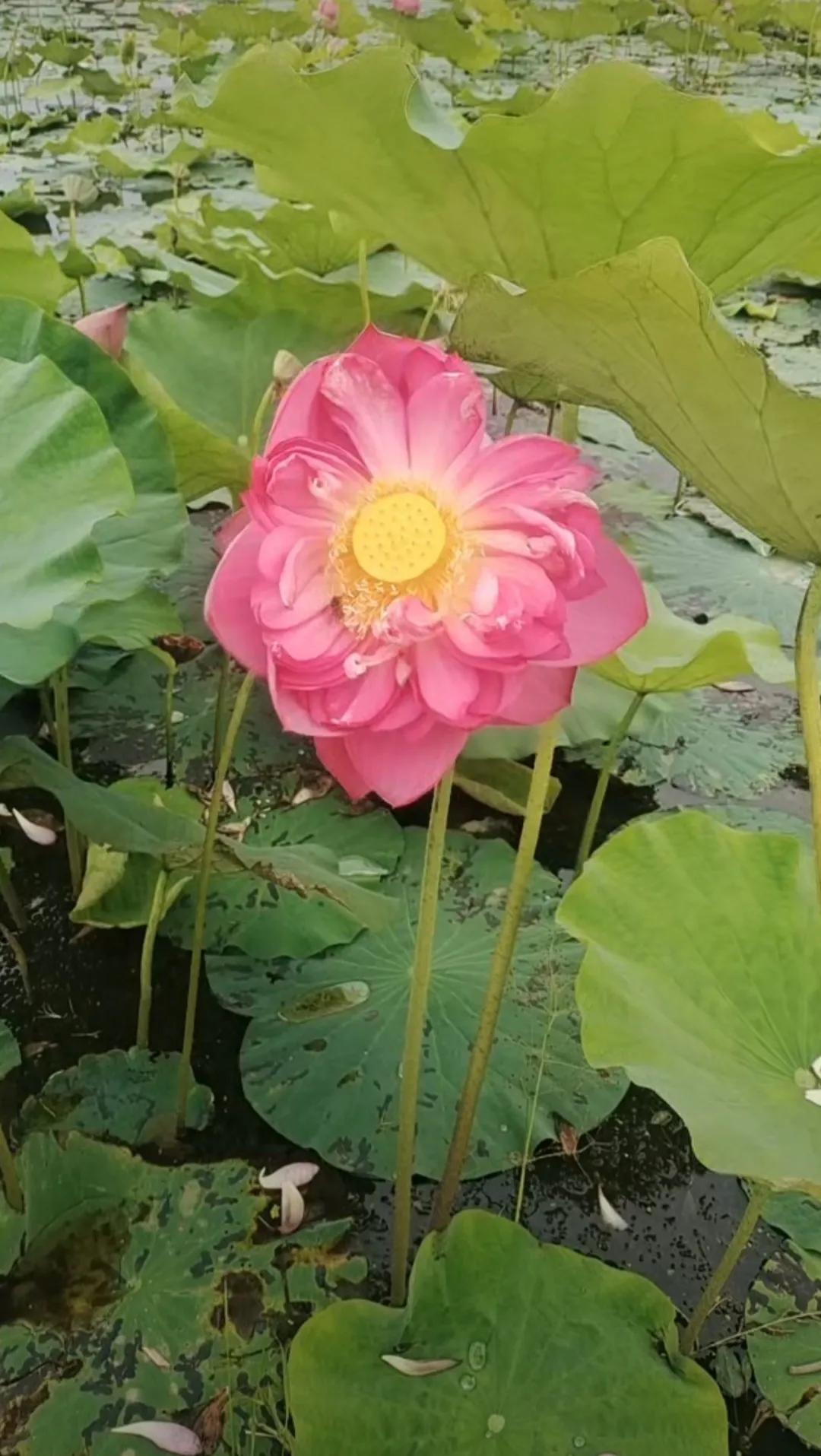 #宝藏兴趣攻略#跑步的时间因人而异，刚开始跑步的人可以从较短的时间开始，比如每次