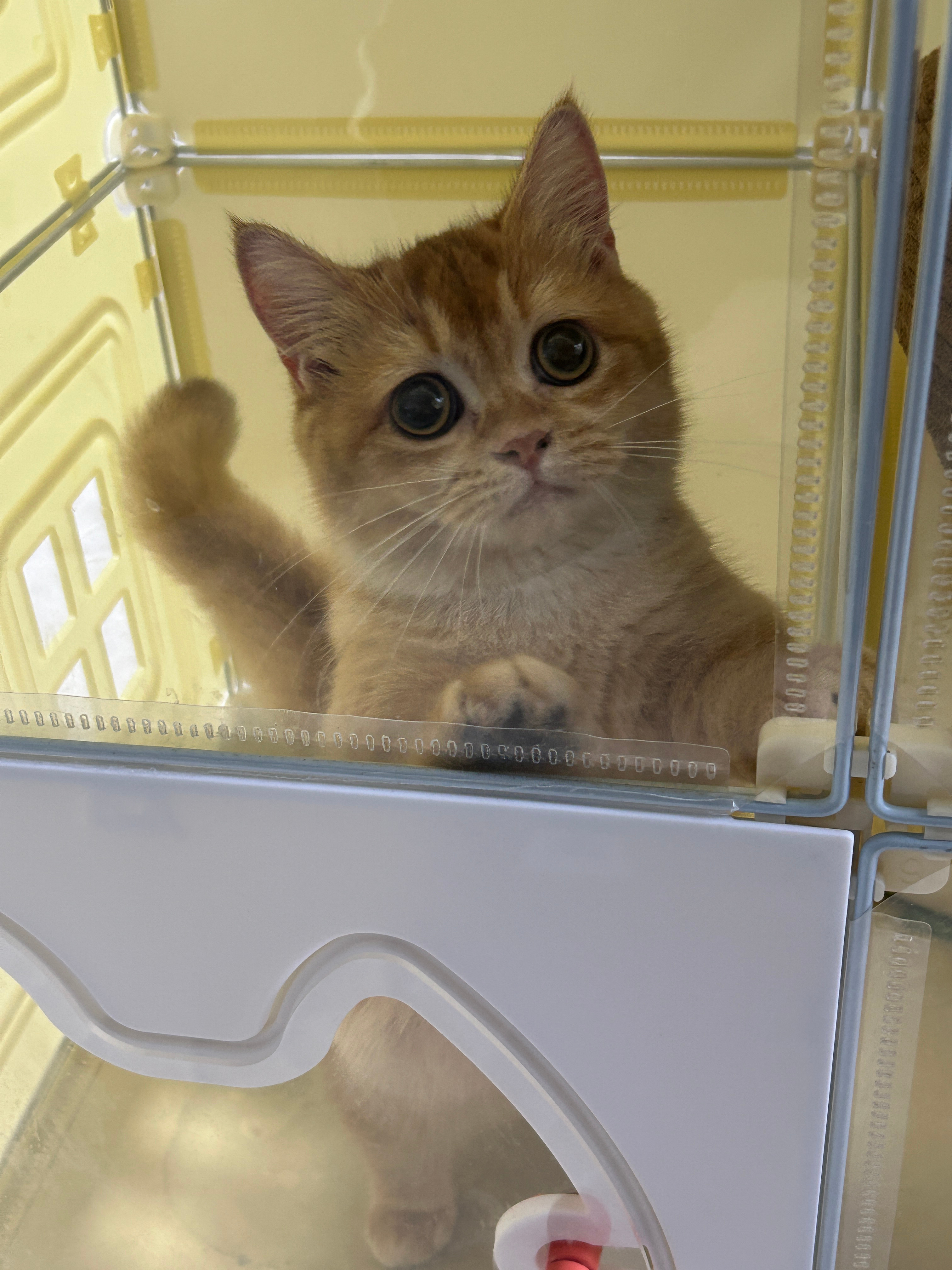 萌猫豿豿