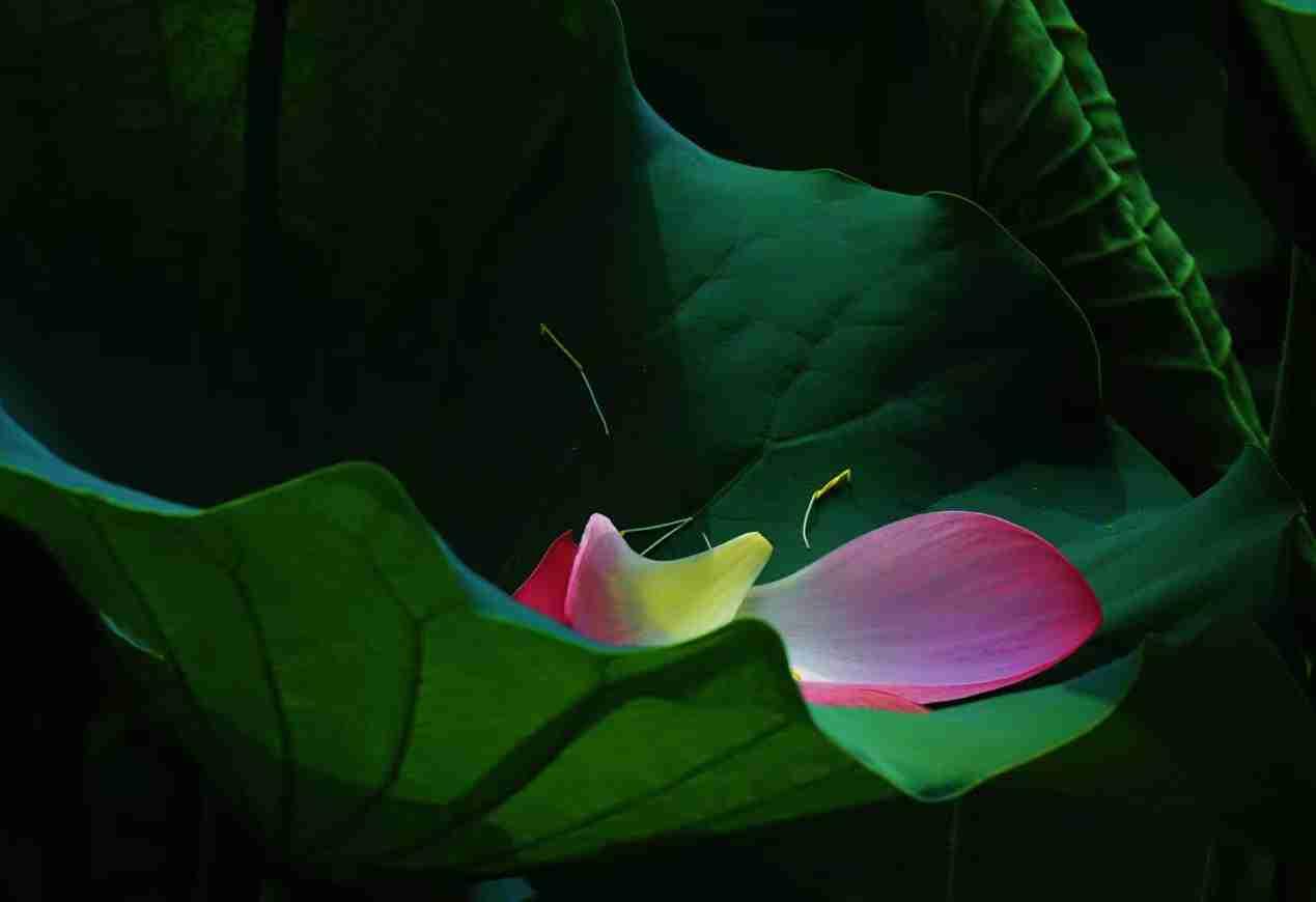 俗话说：花无百日红。再漂亮的花也有凋谢的时候。凋谢意味着结果继承基因延续生命。凋