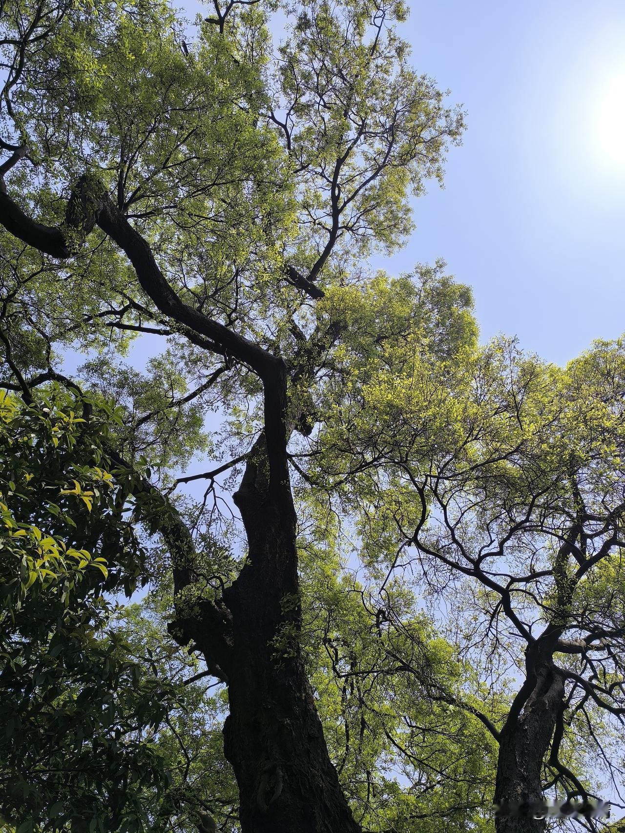 湖北武汉三镇：武昌区昙华林景区及周边景观，城际滴滴巴士长这个样；公交奇遇（两女服