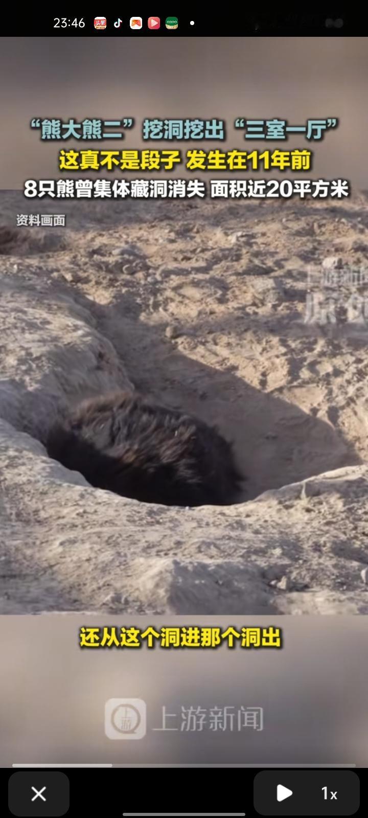 1月27日，青海西宁。多位网友发帖称，西宁野生动物园有几只熊不断在地面挖洞，还从