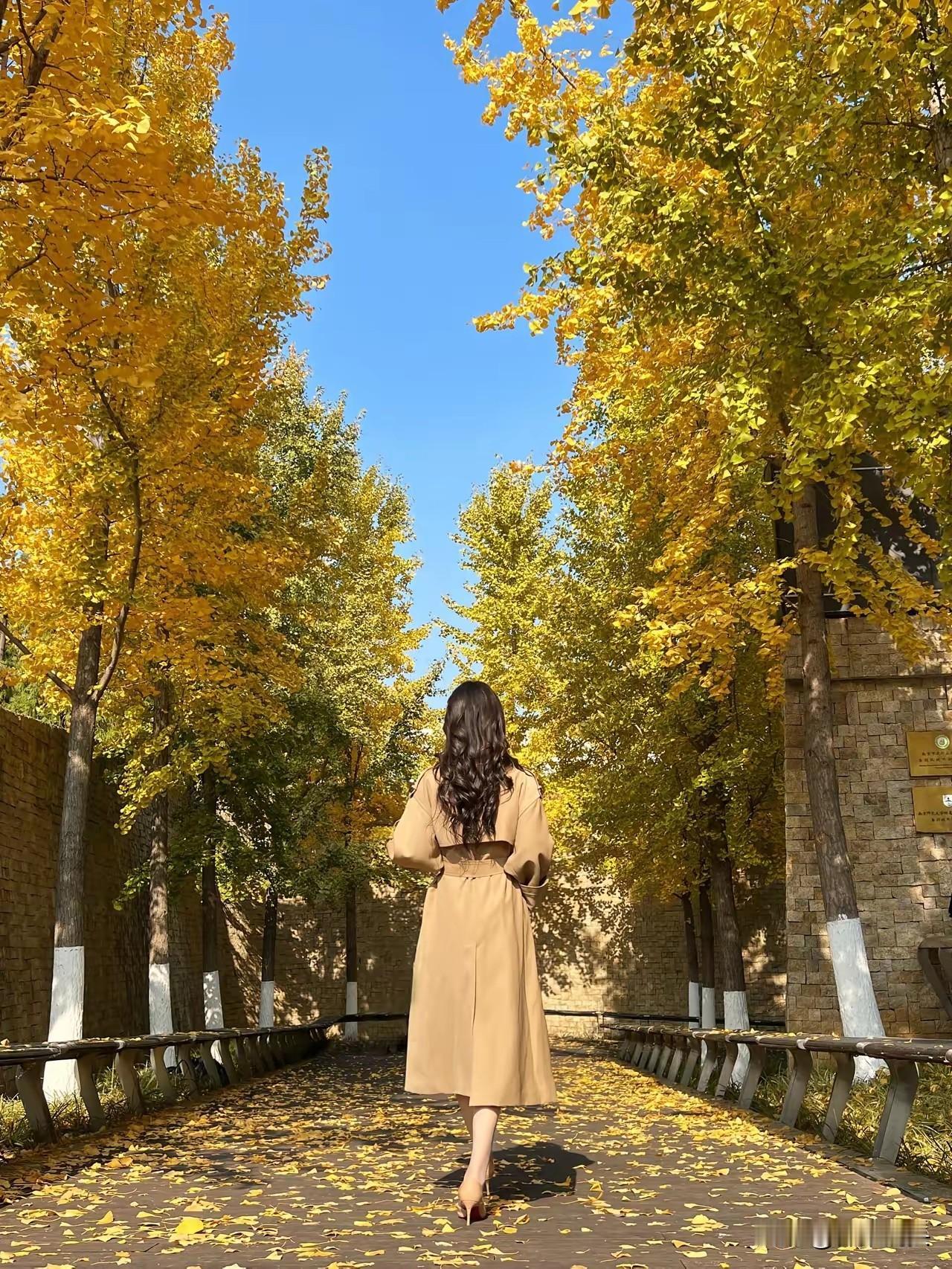 秋日漫步，落叶飘零，暖阳洒满心间。