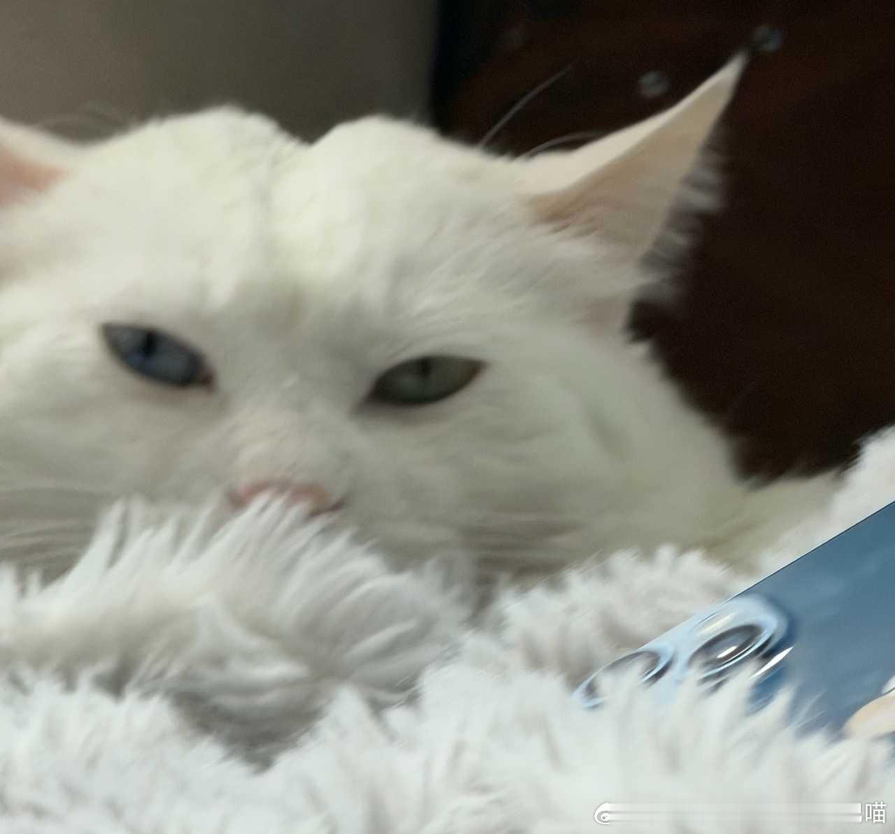 49029【丑猫】像屁股 