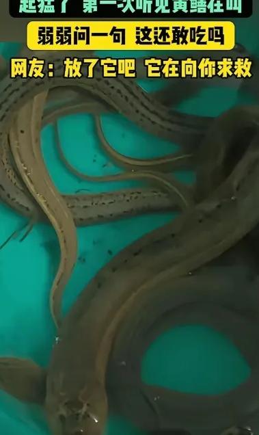 江苏，男子抓了些黄鳝回去吃，结果，他拿刀准备动手时，突然，一条黄鳝竟然发出"嘤嘤