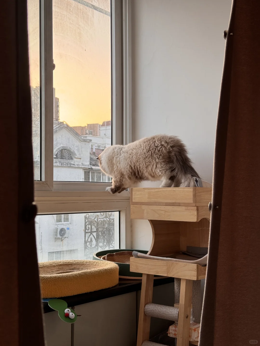 布偶真是卡车猪阿