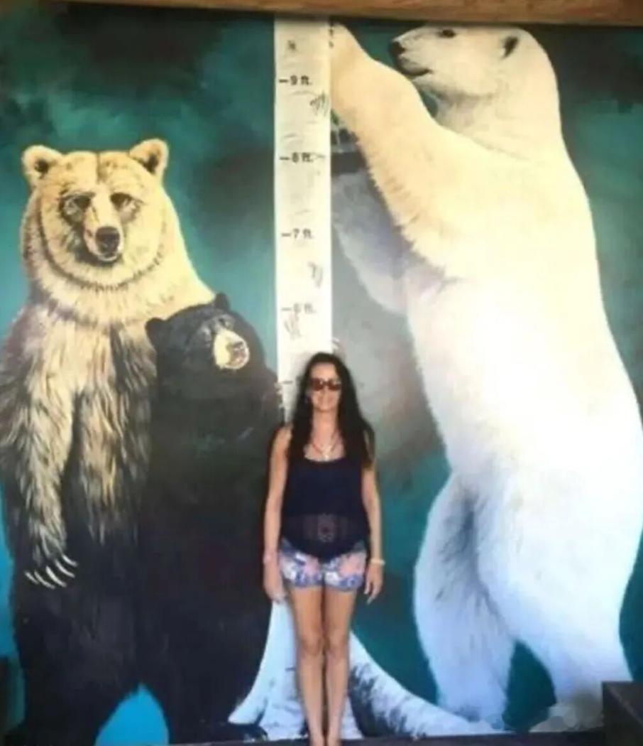 看动物世界的时候还没这么直观过，原来北极熊这么大的。 