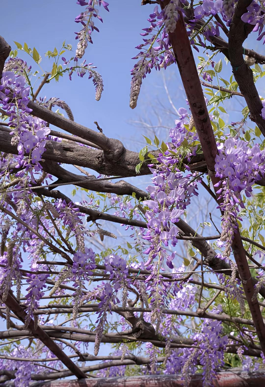 只此青绿，为春留白

“只道春深绿正稠，此心随蝶过芳洲。
青芜半掩溪边路，绿影摇