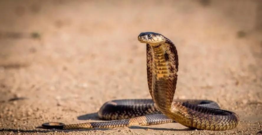 印度8岁男孩不幸遇到了眼镜蛇，只一瞬间，眼镜蛇便缠住男孩，并咬了他。

落叶堆里