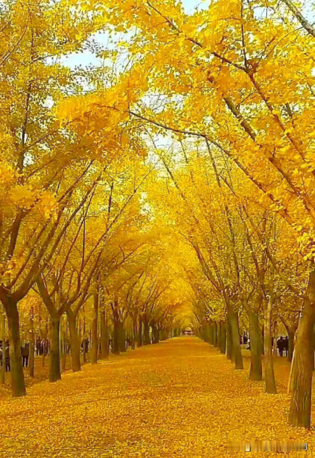 西风摇落叶，
秋雨润黄花。