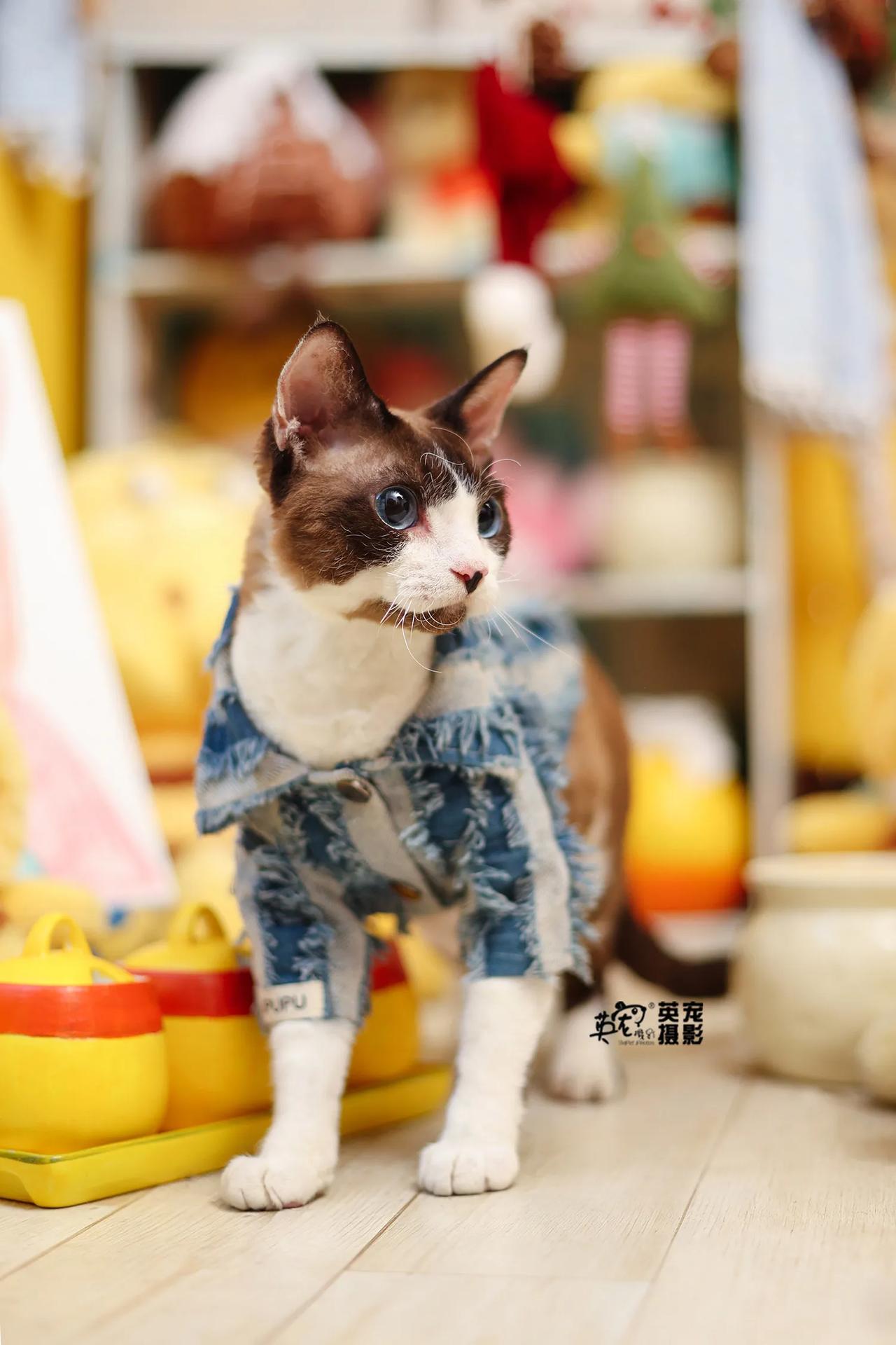 当你拥有了一群喵喵
每一只都超可爱🥰
【上海拍摄】