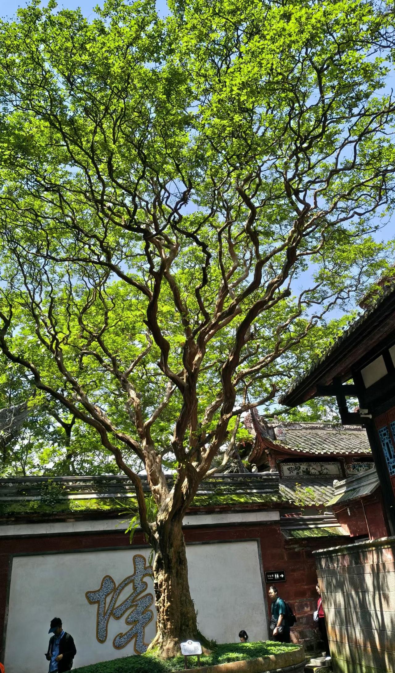 分享今日随手拍的照