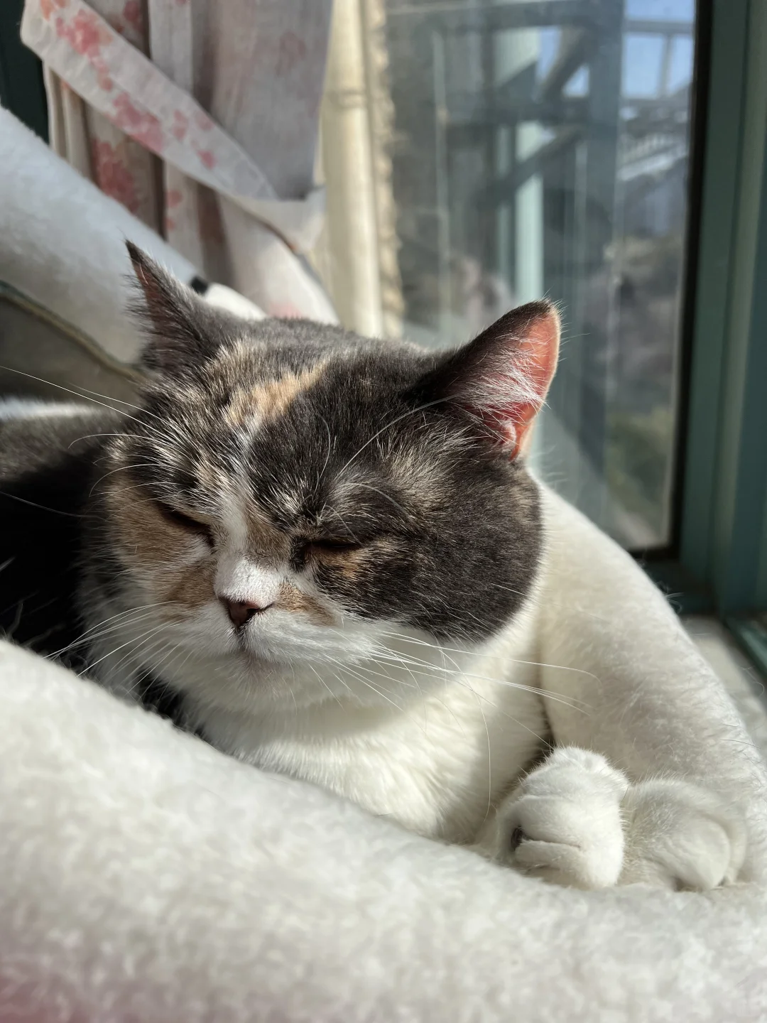 可爱猫猫