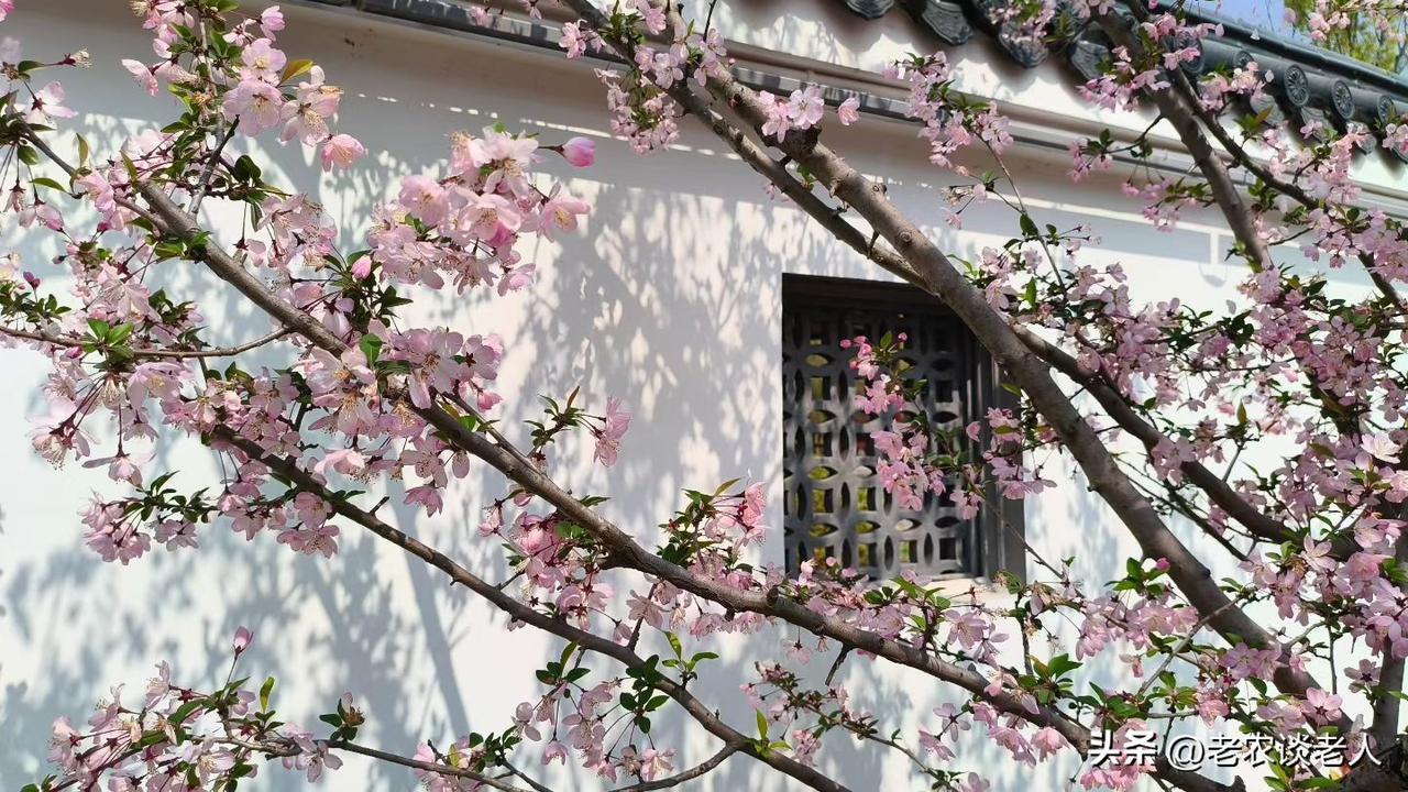 农民有多少存款才算财富自由呢？

村东头的王大爷卖了半辈子菜，存折上躺着的数字，