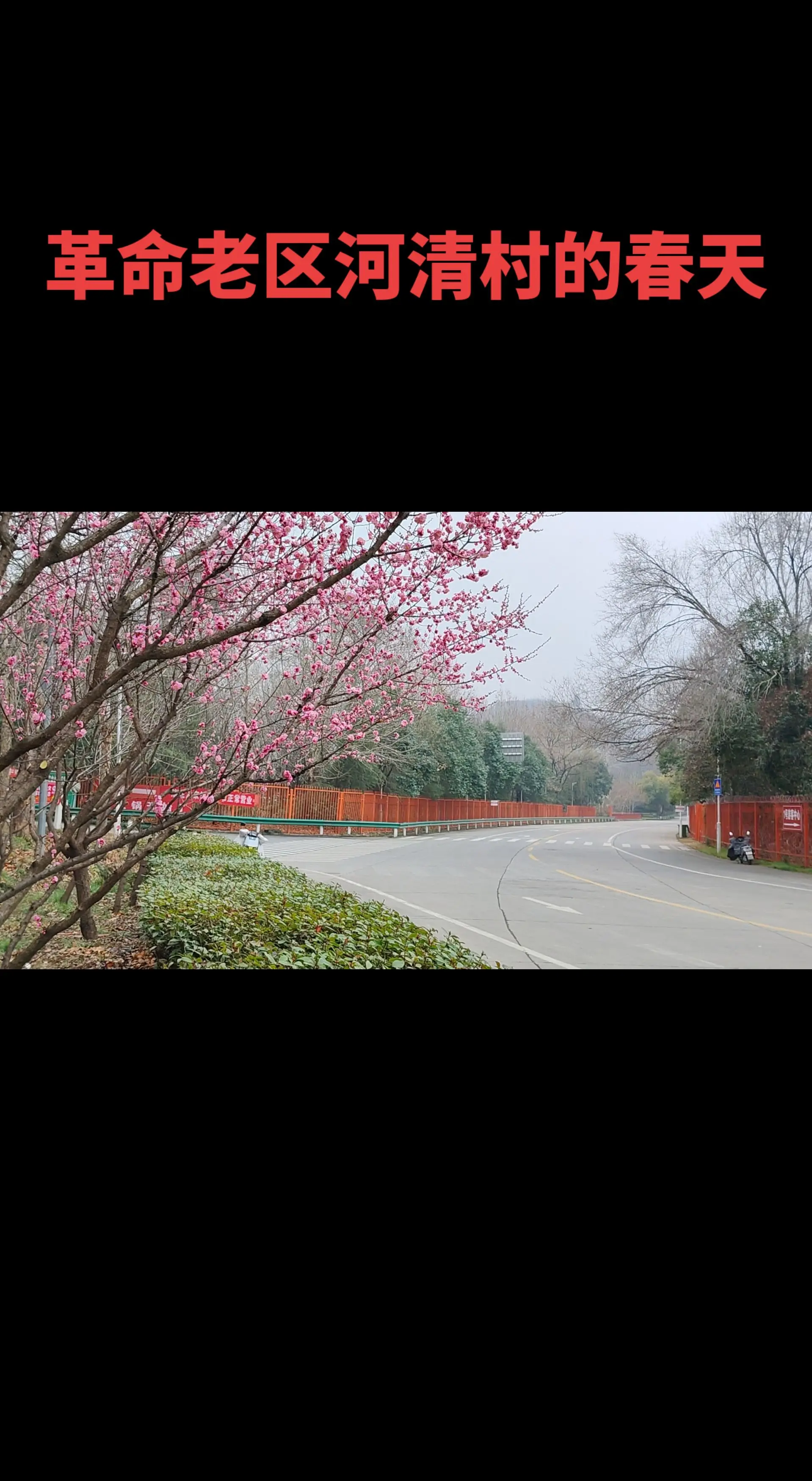 春到河清山河荣。      革命老区河清村的春天来了，乡村振兴的春风吹...