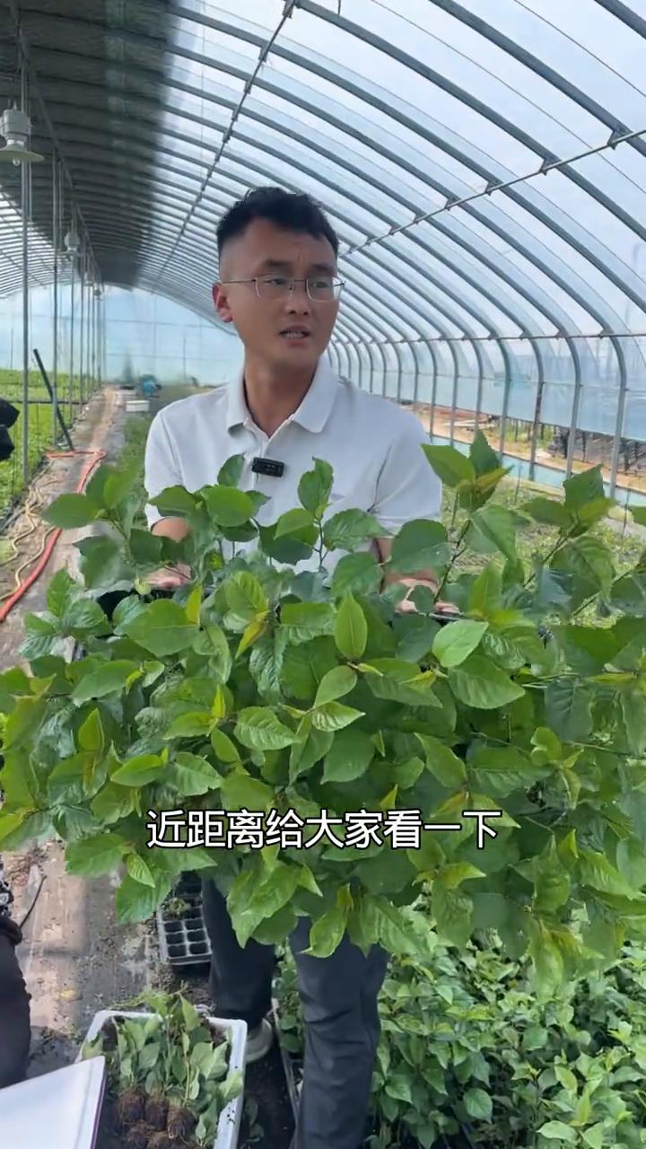 6倍体吉塞拉砧木苗。
像吉塞拉6号是一个4倍的枕木，今天整理装苗的是一个6倍体的