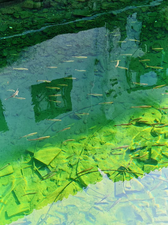 苏州钞能力下的“科技与狠活”🟢果冻河