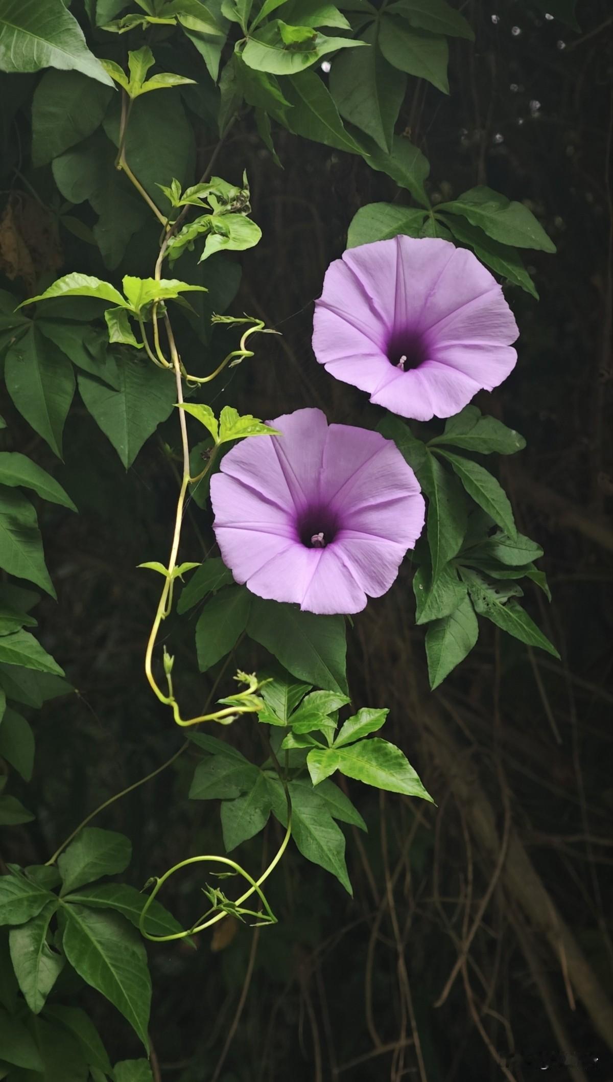 微风拂过花枝轻颤，花香淡淡萦绕身边，随手定格一花一叶，治愈所有琐碎烦恼。
生活匆