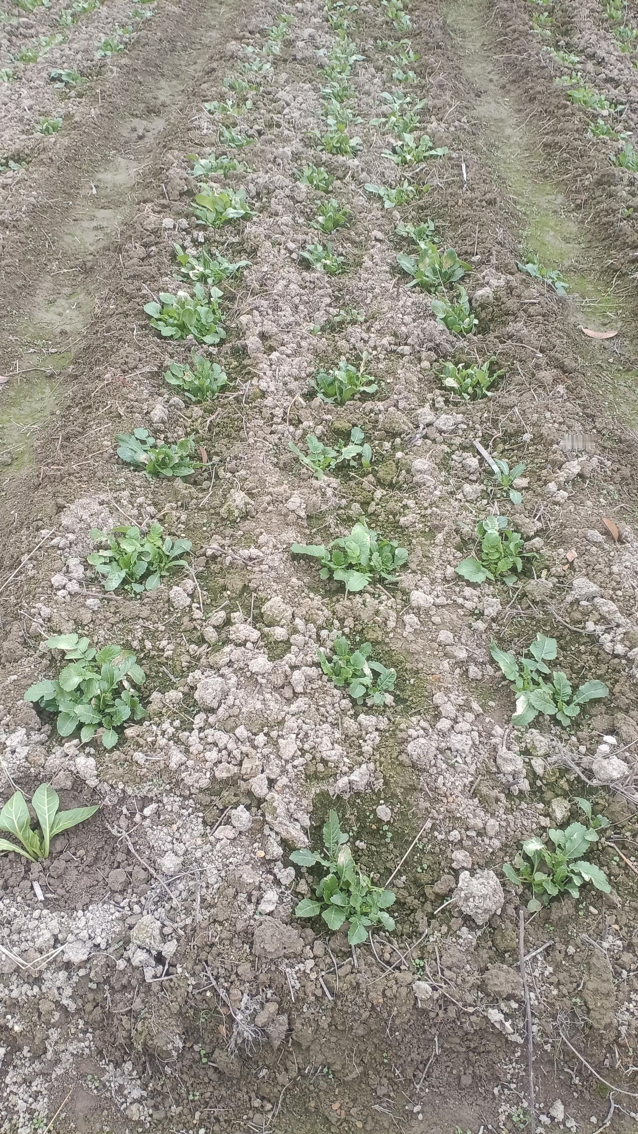 今天立春了，可以种土豆，洋芋了，实在没地方种，这片萝卜菜地，农历11月才撒的种的